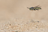Digger wasp : Sand wasp (Bembecinus tridens) in flight, La Truchère Nature Reserve, Burgundy, France