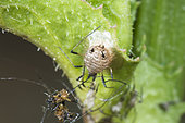 Parasitoid wasp mummy (Aphelinus sp), Lorraine, France