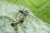 Black ant (Lasius niger), aphid breeding, Lorraine, France