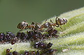 Black ant (Lasius niger), aphid breeding, Lorraine, France