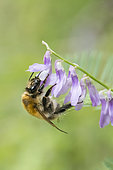 Brown Bumblebee (Bombus pascuorum) on Tufted Vetch (Vica cracca) flower, Lorraine, France