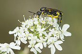 Sawfly (Tenthredinidae sp) on Chervil (Anthriscus cereifolium) flower, Lorraine, France