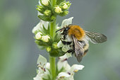 Brown Bumblebee (Bombus pascuorum) on White deadnettle (Lamium album) flower, France