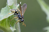 Paper Wasp (Polistes sp) on a leaf, Lorraine, France