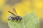 Paper Wasp (Polistes sp) on a leaf, Lorraine, France