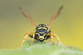 Paper Wasp (Polistes sp) on a leaf, Lorraine, France