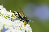 Paper Wasp (Polistes sp) on Umbellifera flowers, Lorraine, France