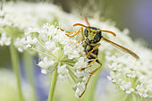 Paper Wasp (Polistes sp) on Umbellifera flowers, Lorraine, France