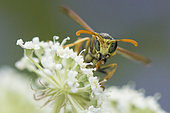 Paper Wasp (Polistes sp) on Umbellifera flowers, Lorraine, France