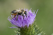 Leaf-cutting bee (Megachile sp) with pollen under the abdomen, Lorraine, France