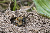 Spring Mining Bee (Colletes cunicularius) coming out of her burrow, Lorraine, France