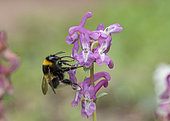 Buff-tailed Bumblebee (Bombus terrestris) on Corydalis (Corydalis sp) flower, Lorraine, France