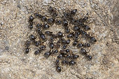 Black ant (Lasius sp) group, Lorraine, France