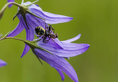Crab spider (Synaema globosum) capturing an Ant on Bellflower (Campanula sp), Lorraine, France