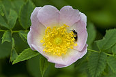 Solitary bee (Andrena sp) on Sweetbriar (Rosa sp) flower, Lorraine, France