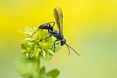 Grass-carrying Wasp (Isodontia mexicana) on St. John's wort (Hypericum sp), Lorraine, France