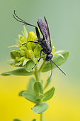 Grass-carrying Wasp (Isodontia mexicana) on St. John's wort (Hypericum sp), Lorraine, France