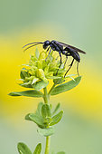 Grass-carrying Wasp (Isodontia mexicana) on St. John's wort (Hypericum sp), Lorraine, France