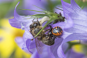 Crab spider (Synaema globosum) capturing a bee on Bellflower (Campanula sp), Lorraine, France