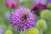 Great banded furrow-bee (Halictus scabiosae) on Sabiosa (Scabiosa sp) flower, Lorraine, France