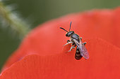 Mining bee (Halictus sp) on red poppy petal, Lorraine, France