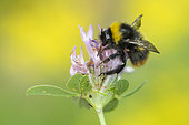 Early bumblebee (Bombus pratorum) on Clover (Trifolium sp)flower, Lorraine, France