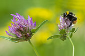 Early bumblebee (Bombus pratorum) on Clover (Trifolium sp)flower, Lorraine, France