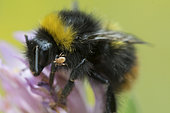 Parasitic mite on Early bumblebee (Bombus pratorum) on Clover (Trifolium sp)flower, Lorraine, France