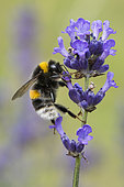 Buff-tailed Bumblebee (Bombus terrestris) lavender flower pollinator, Lorraine, France