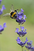 Buff-tailed Bumblebee (Bombus terrestris) lavender flower pollinator, Lorraine, France