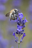 Brown Bumblebee (Bombus pascuorum) on Lavender flower (Lavandula sp), Lorraine, France