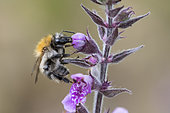 Brown Bumblebee (Bombus pascuorum) on Hedge Woundwort (Stachys sylvatica) flower, Lorraine, France