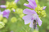 Honey bee (Apis mellifera) covered with pollen on Musk mallow (Malva moschata) flower, Lorraine, France