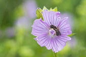 Mining bee (Halictus sp) on Musk mallow (Malva moschata) flower, Lorraine, France