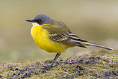 Yellow Wagtail (Motacilla flava cinereocapilla), side view of an adult male standing on the ground, Campania, Italy