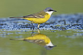 Yellow Wagtail (Motacilla flava cinereocapilla), side view of an adult male standing in a swanp, Campania, Italy