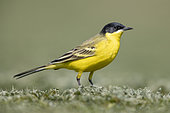 Yellow Wagtail (Motacilla flava feldegg), side view of an adult male standing on the ground, Campania, Italy