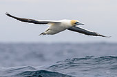 Cape Gannet (Morus capensis), adult in flight, Western Cape, South Africa