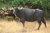 Asian water buffalo (Bubalus arnee) male in Yala Park, Sri Lanka