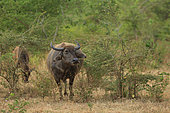 Asian water buffalo (Bubalus arnee) female in Yala Park, Sri Lanka