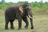 Asian Elephant (Elephas maximus) bull walking in a national park in Sri Lanka