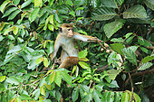 Toque macaque (Macaca sinica) looking for fruits, Sri Lanka