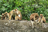 Toque macaque (Macaca sinica) group on a rock, Kandy, Sri Lanka