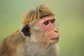Toque macaque (Macaca sinica) portrait, Sri Lanka