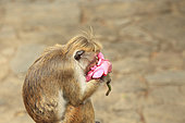 Toque macaque (Macaca sinica) feeding on a lotus flower, Sri Lanka