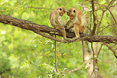Toque macaque (Macaca sinica) grooming on a branch, Sri Lanka