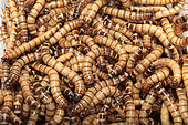 Morio Beetle (Zophobas morio) mealworms, Reptile food and NAC