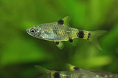 Golden barb (Pethia gelius) male in aquarium