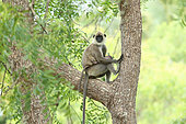 Tufted Grey Langur (Semnopithecus priam) female with her young in a tree, Sri Lanka
