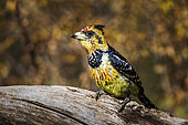 Crested Barbet (Trachyphonus vaillantii) standing on a log with fall colors background in Kruger National park, South Africa